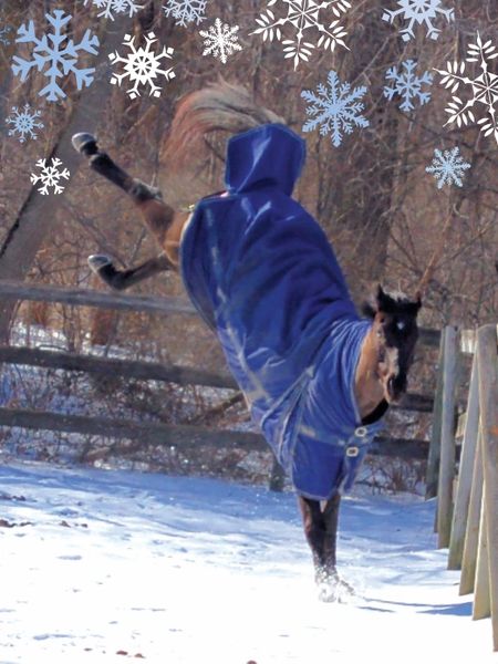 Christmas Card: Bucking Horse - Happy Bucking Holidays