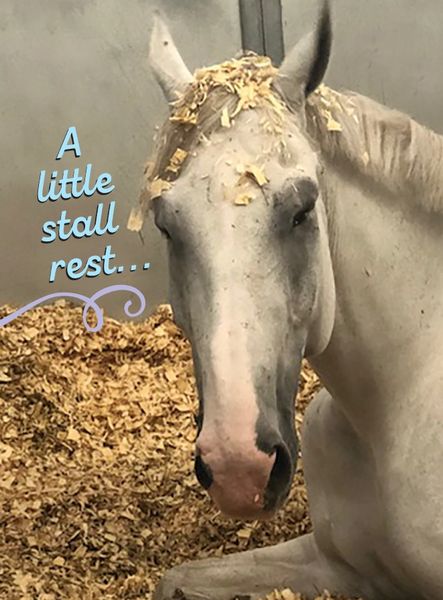 Horse Get Well Card: A Little Stall Rest...