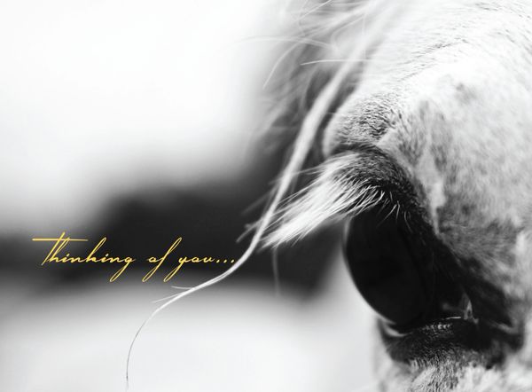 Horse Sympathy Card: Thinking of you!