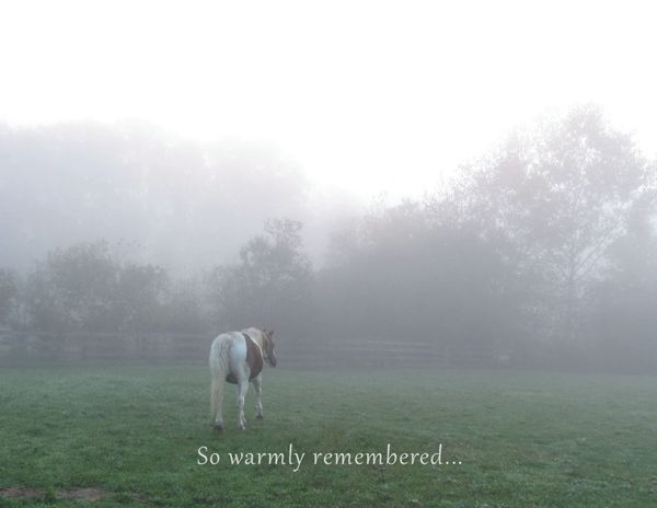 Horse Sympathy Card: So warmly remembered...