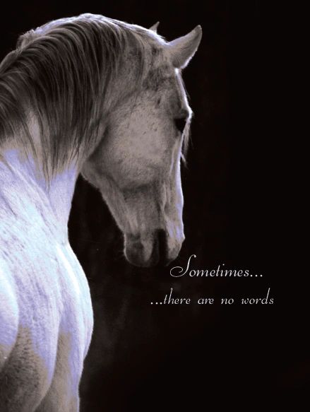 Horse Sympathy Card: Sometimes...there are no words...