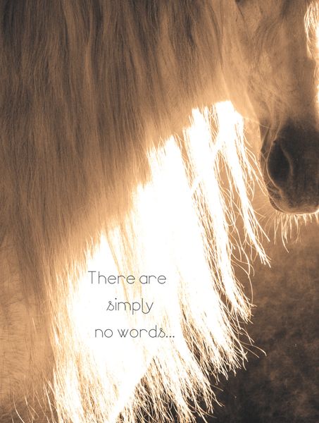 Horse Sympathy Card: There are simply no words...