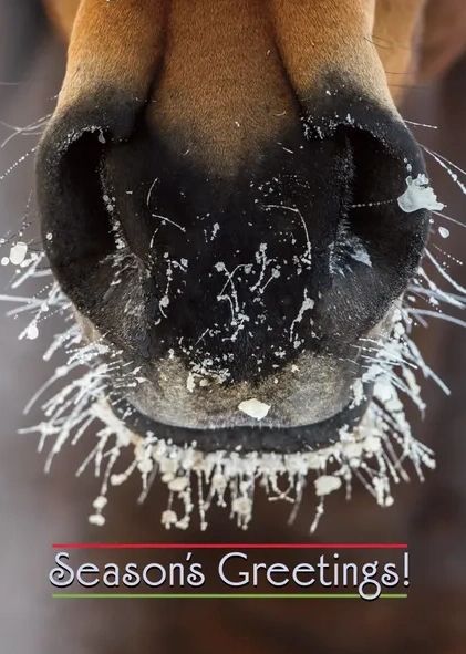Christmas Card: Season's Greetings with Frosty Nose