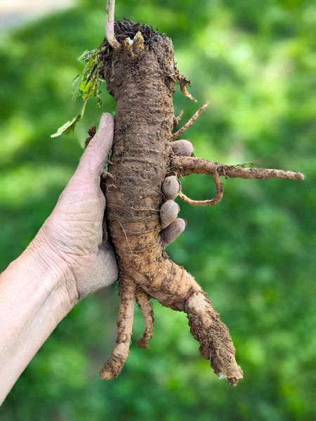 Poke Root Poke Root