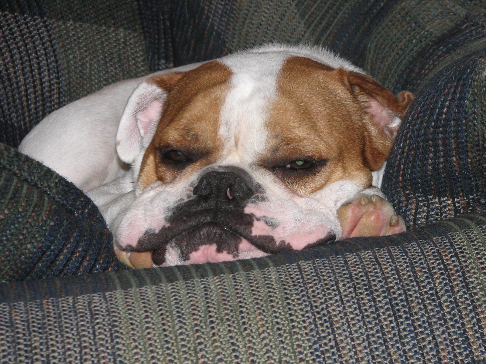 Home Page Edgefield Animal Care Center