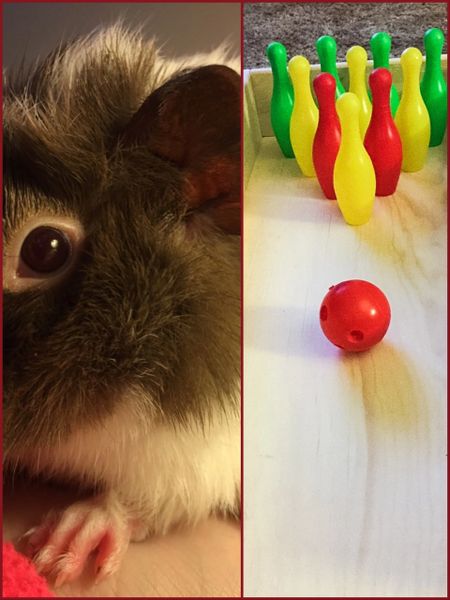Guinea Pig Bowling Alley