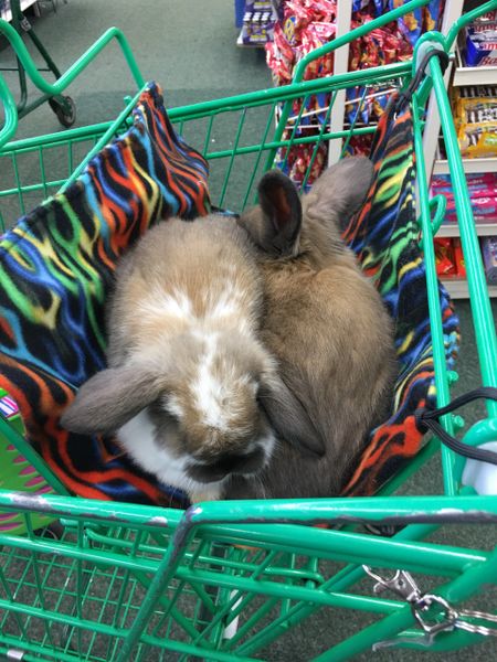 Shopping Cart Hammock