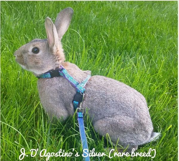 Rabbit collar clearance