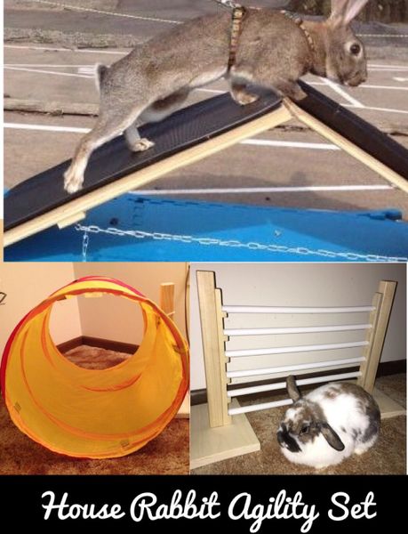 HOUSE RABBIT AGILITY SET