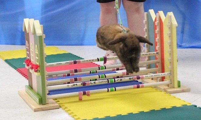 RABBIT HOPPING CLASSES