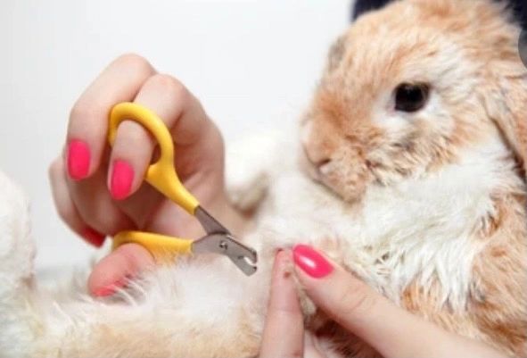 Bunny Nail Spa Kit