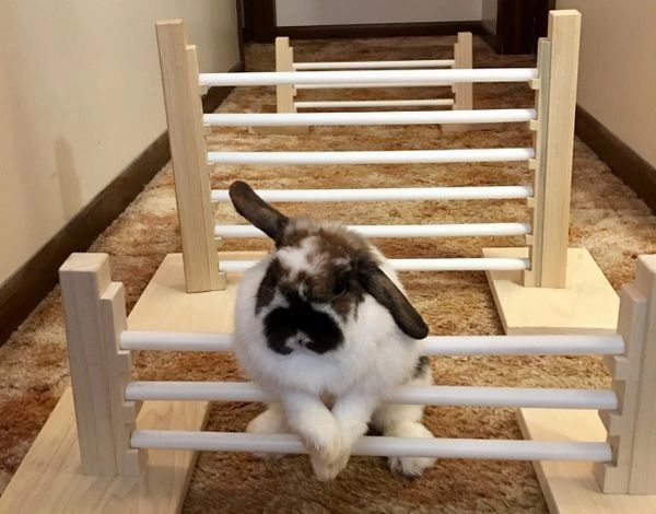 INDOOR RABBIT 3-JUMP SET