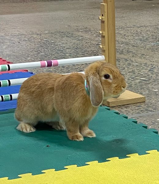 Bunny Adventure