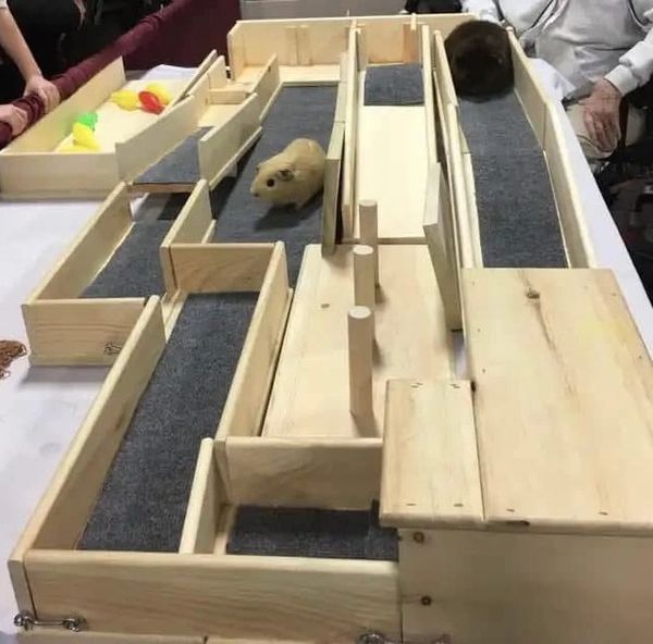 Guinea Pig Agility Course