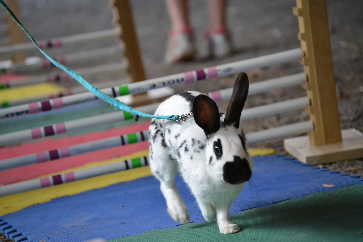 Rabbit Jump Bar Jump Hurble Bunny Exercise Agility Training