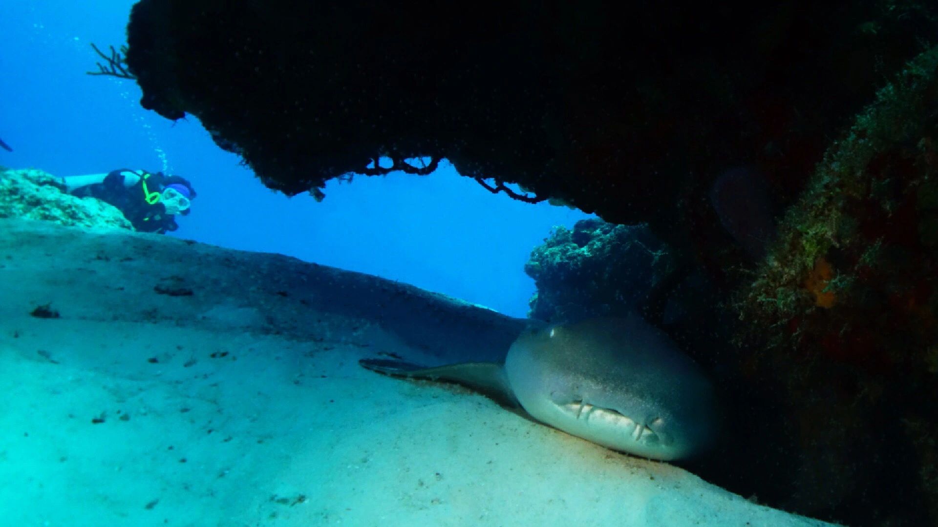 Scuba diver checking out a sleeping nurse shark under a ledge off the coast of Cozumel, Mexico.