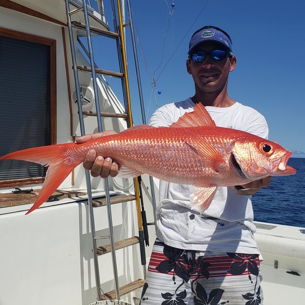 Queen snapper Bonaire fishing charters