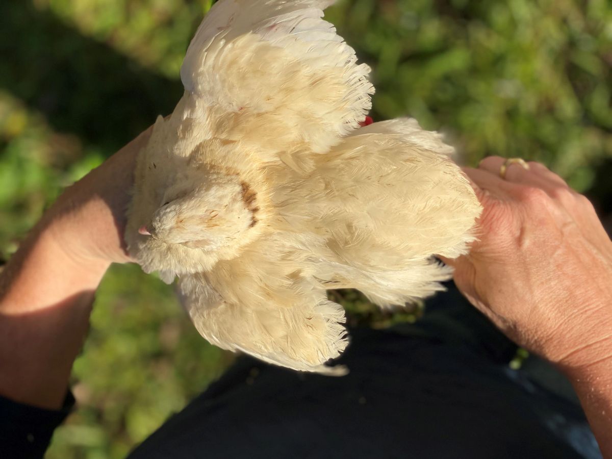 Jumbo White Quail - Hatching Eggs