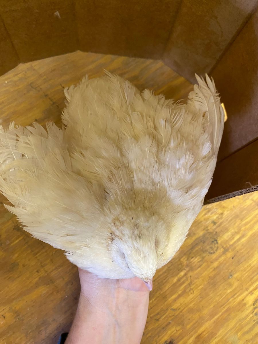 Coturnix Quail Jumbo White Hatching Eggs