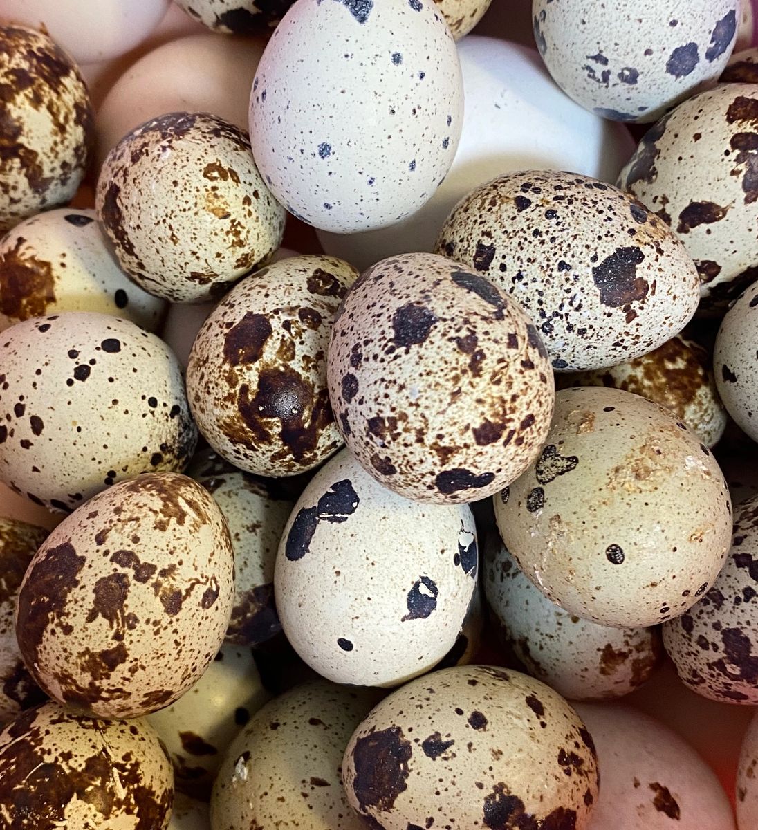 Coturnix Quail Jumbo White Hatching Eggs