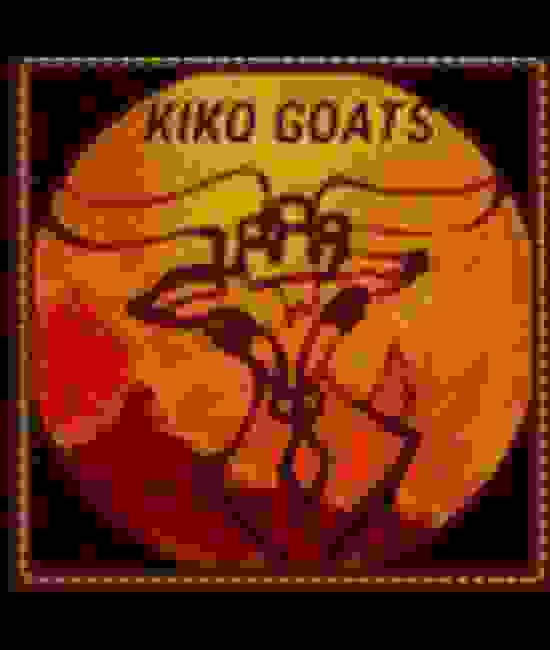 Kiko herds for sale
