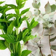 Spearmint Eucalyptus