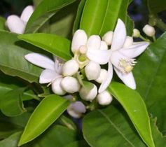 Neroli