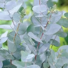 Eucalyptus