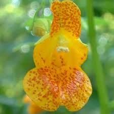 Jewel Weed