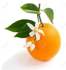 Orange Blossom