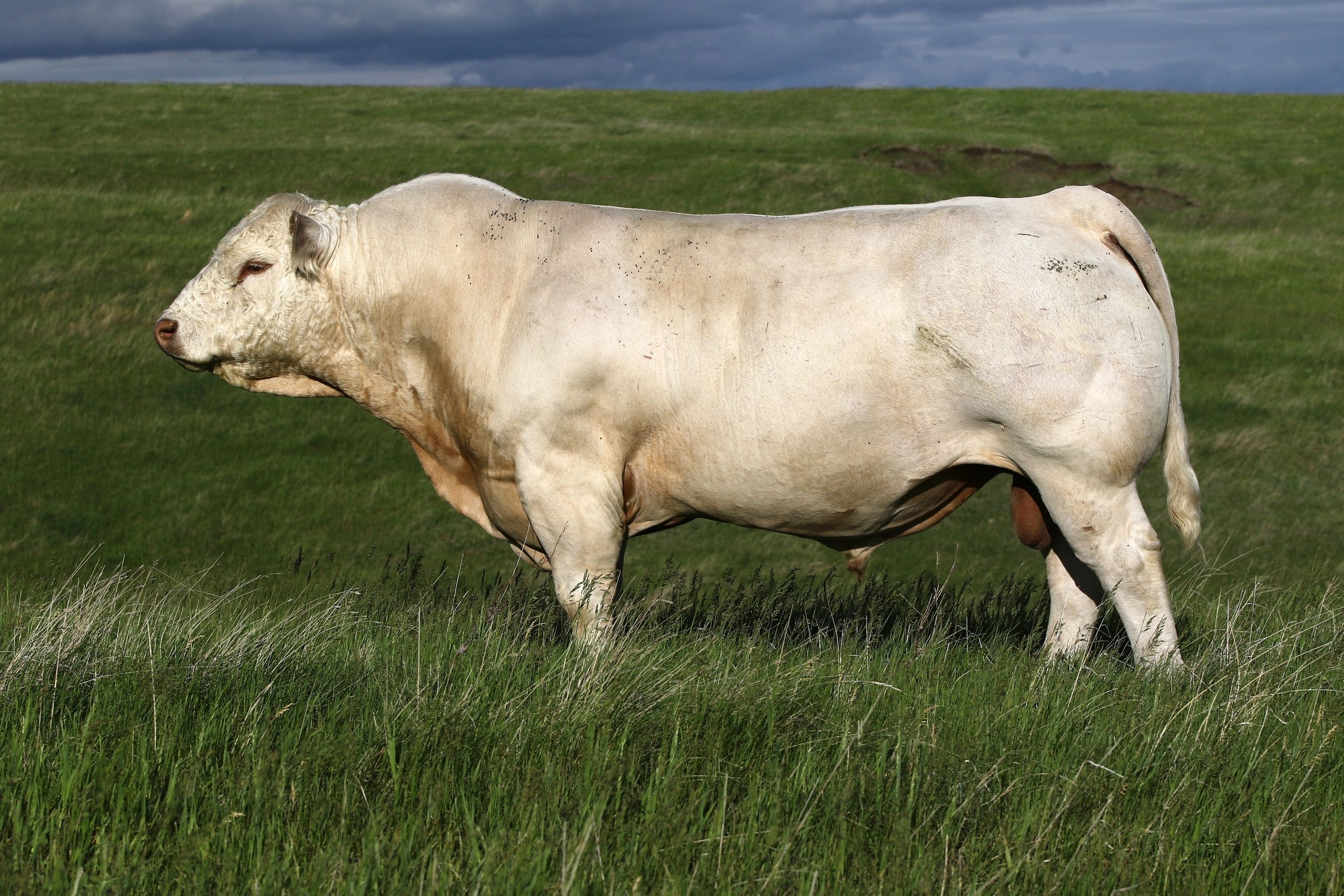 Rennert Ranch - Charolais Cattle for Sale, Charolais Cattle