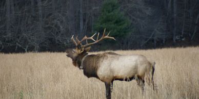 Picture of bull elk at Cataloochee Valley near Brookside Cottages Vacation Rentals in Waynesville.
