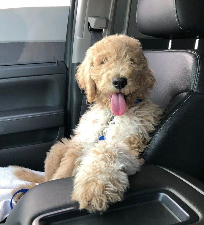 Sundial Goldendoodles - Goldendoodle, Puppies, Breeder