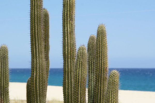 Cactus & Sea Salt