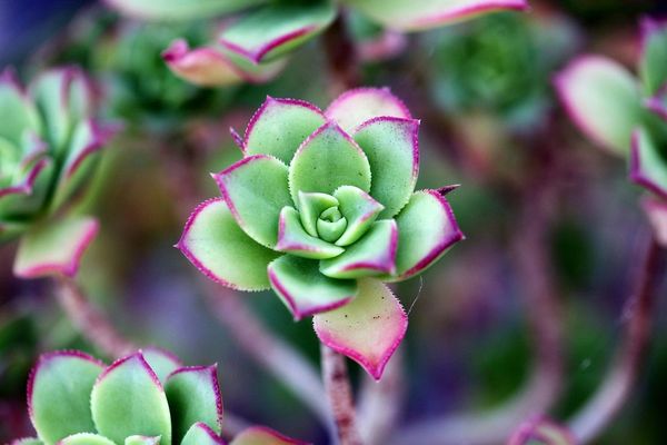 Cactus Flower & Jade