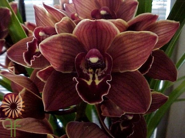 Chocolate Orchid