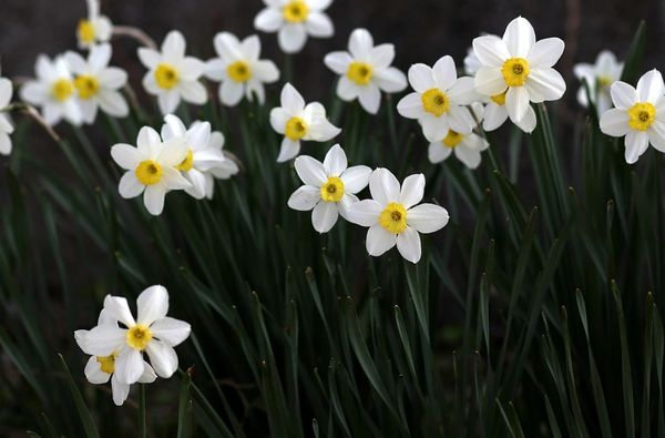 Daffodil Dreams