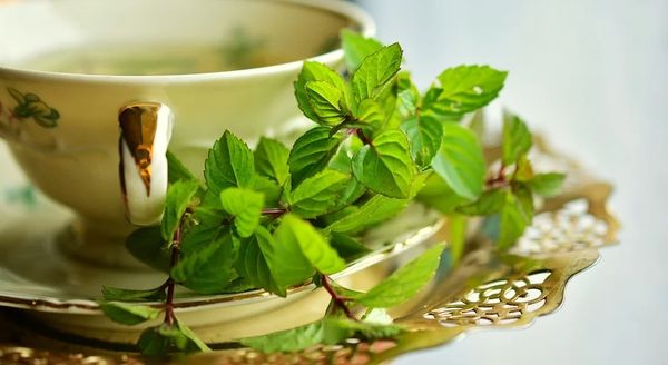 Green Tea & Willow