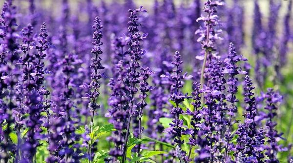 Lavender (herbal)