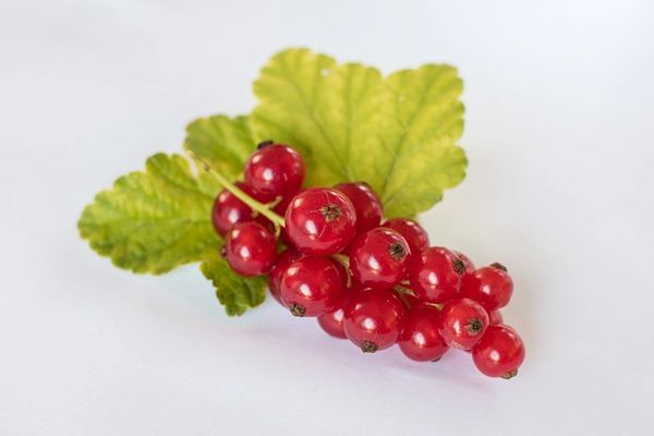 Red Currant (inspired by Votivo Red Currant)