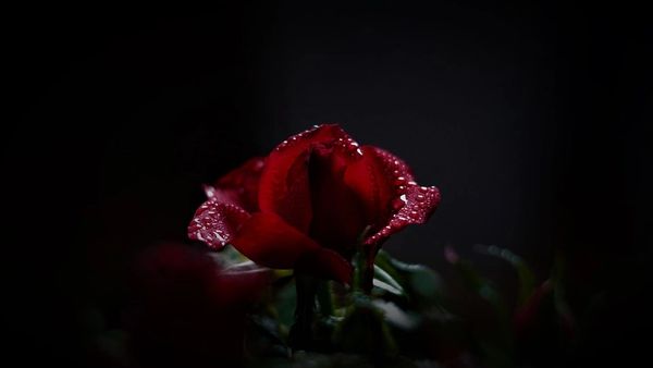 Somber Rose **