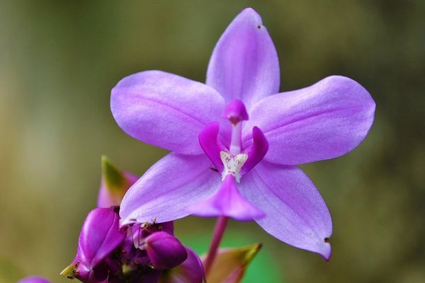 Velvet Orchid (inspired by Tom Ford)