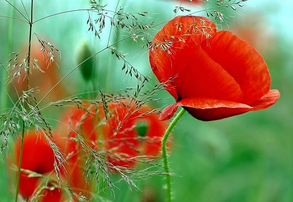 Wild Poppies (inspired by Nest New York Wild Poppy) (PLTM)