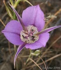 Desert Mariposa Lily