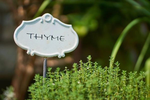 Thyme & Watercress
