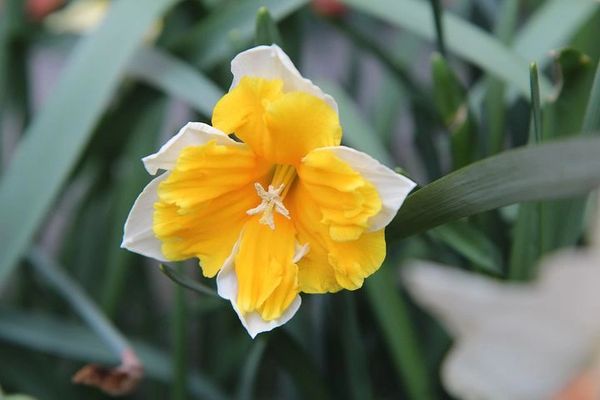 Narcissus (PLTM)