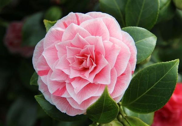 Camellia (PLTM)