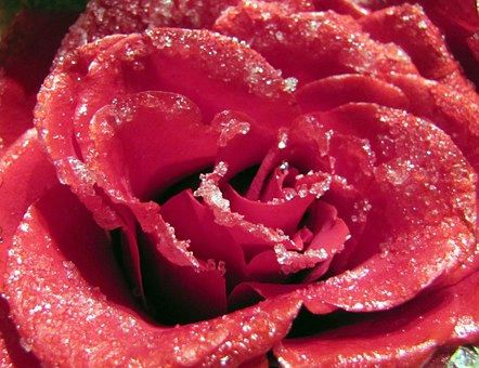 Sugared Rose Petals (inspired by Mancera Roses Vanille)