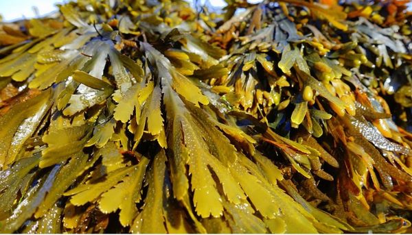 Seaweed (PLTM)
