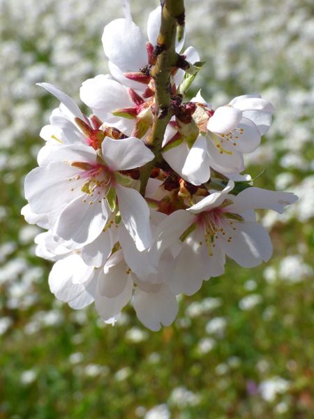 Almond Blossom & Wildflower (PLTM)